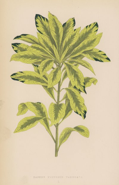 Daphne Mazereon Variegata by English School